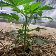 Bubba Kush - CSI