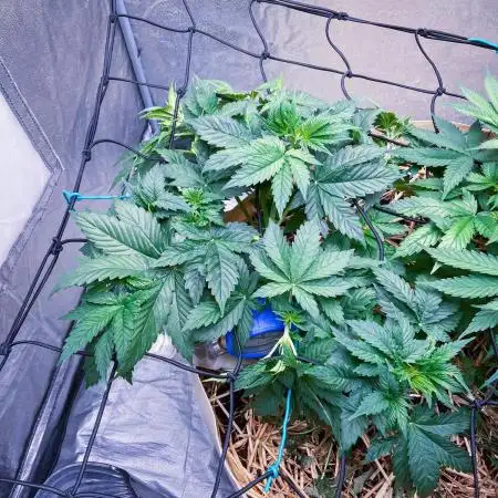 White Russian 💀 Serious Genetics Run
