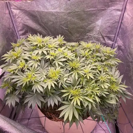 White Russian 💀 Serious Genetics Run