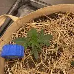 White Russian Serious Seeds Living Soil