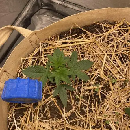 White Russian Serious Seeds Living Soil