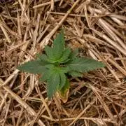 Bubba Kush - CSI