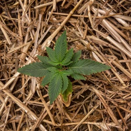 Bubba Kush - CSI
