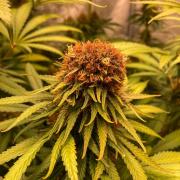 Fruity Durban | Living Soil Test