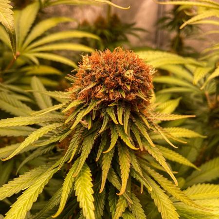 Fruity Durban | Living Soil Test