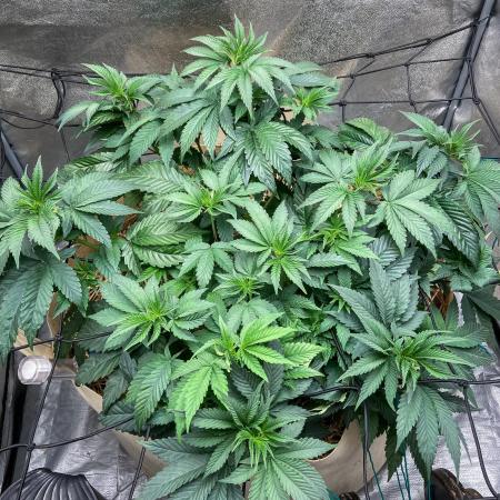 Bubba Kush - CSI