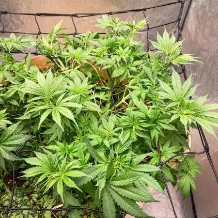 Bubble Gum 🍬 Sweet Green Evolution