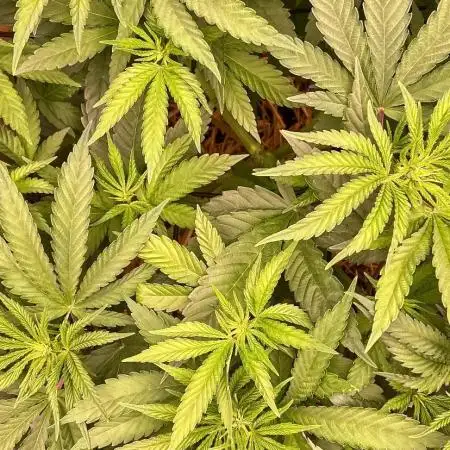 Fruity Durban | Living Soil Test