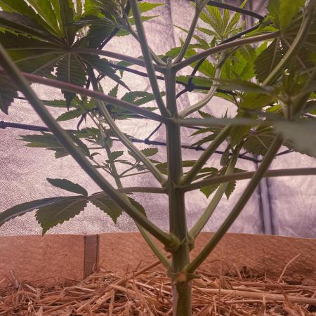 Fruity Durban | Living Soil Test