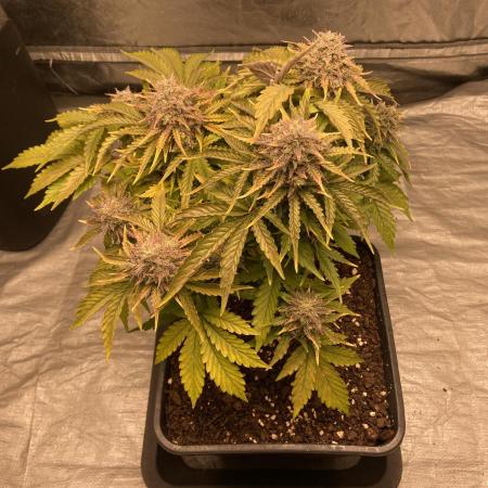 Apple fritter auto RQS