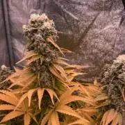 White Russian 💀 Serious Genetics Run