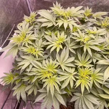 White Russian 💀 Serious Genetics Run