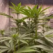 Fruity Durban | Living Soil Test