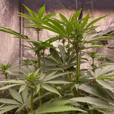 Fruity Durban | Living Soil Test