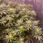 Bubble Gum 🍬 Sweet Green Evolution