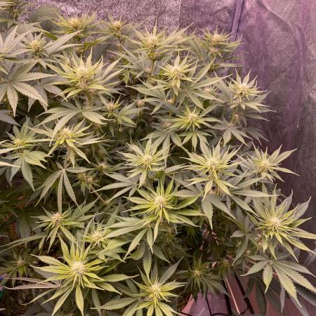 Bubble Gum 🍬 Sweet Green Evolution