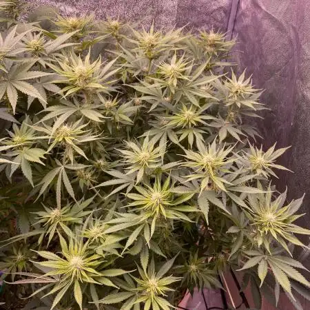 Bubble Gum 🍬 Sweet Green Evolution