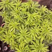 Bubba Kush - CSI