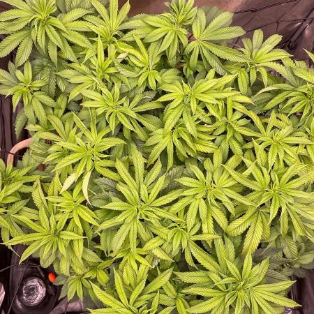 Bubba Kush - CSI