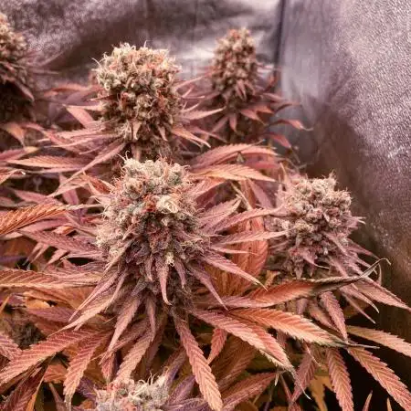 Bubble Gum 🍬 Sweet Green Evolution