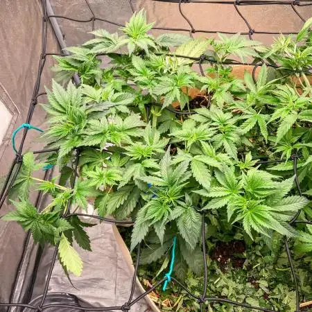 White Russian 💀 Serious Genetics Run