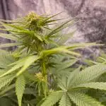 White Russian 💀 Serious Genetics Run