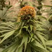 Fruity Durban | Living Soil Test