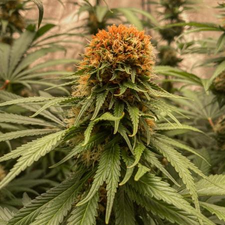 Fruity Durban | Living Soil Test