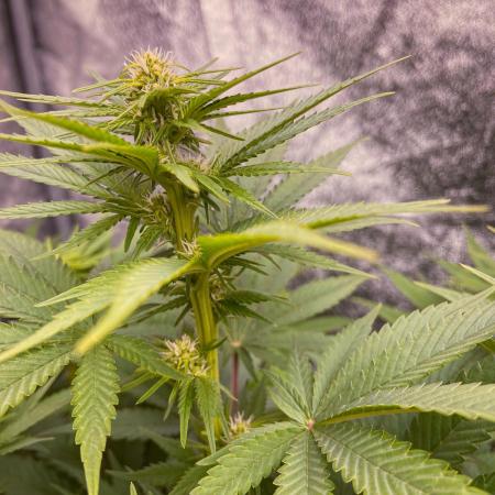 White Russian 💀 Serious Genetics Run