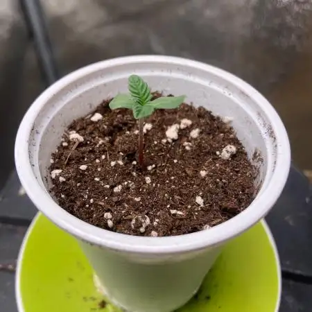 Bubba Kush - CSI