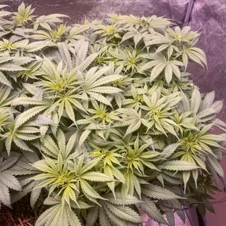 Bubble Gum 🍬 Sweet Green Evolution