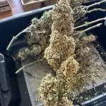 Doug's Varin - First Grow