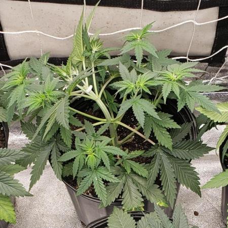 herijuana