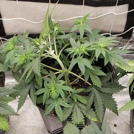 herijuana