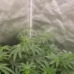 herijuana