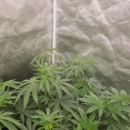 herijuana
