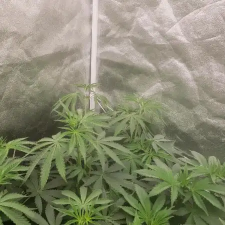 herijuana