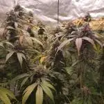 bubba kush