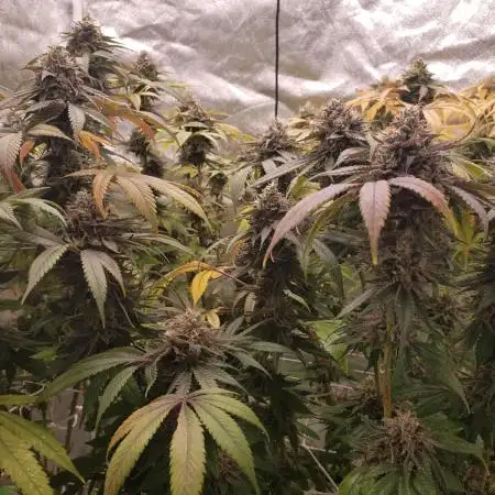 bubba kush