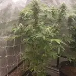 peanut butter herijuana