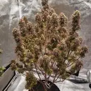 harambe      1st grw