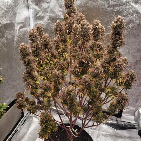 harambe      1st grw