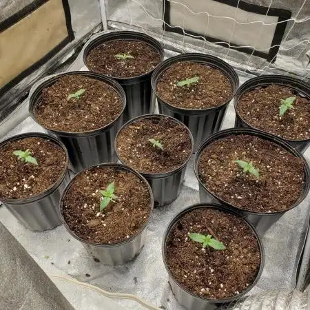 herijuana