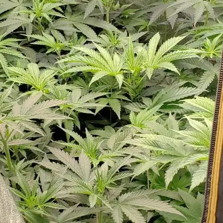 herijuana  (photo)