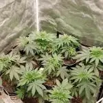 herijuana  (photo)