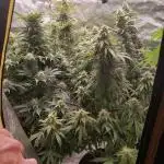 creme de la chem    (auto)