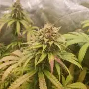 peanut butter herijuana