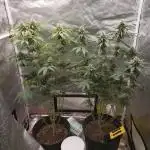 death bubba kush