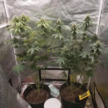 death bubba kush