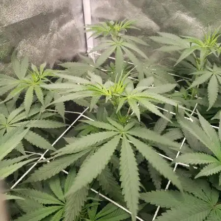 herijuana